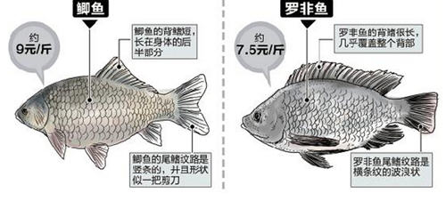 羅非魚和鯽魚的區(qū)別圖片及辨別技巧7