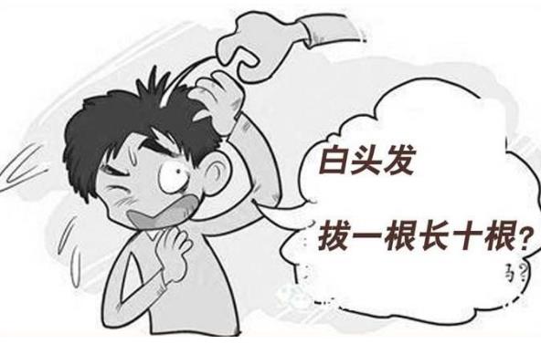 白頭發(fā)真的是拔一根會長十根嗎 白頭發(fā)如何根治才能變成黑頭發(fā)