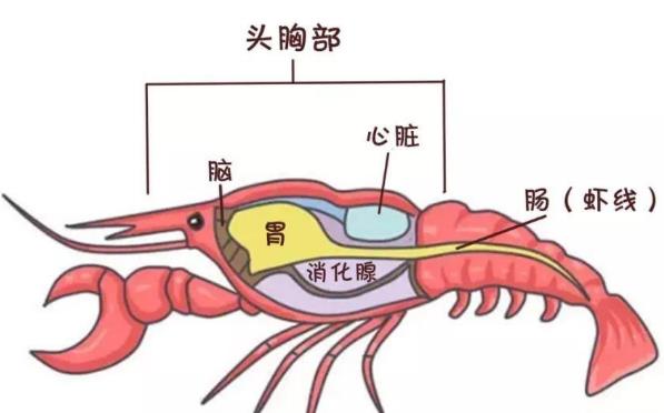 吃基圍蝦一定要去蝦線嗎