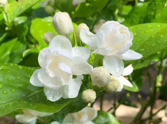 冬天茉莉花怎么管理才能開花？剛買的茉莉花如何種植