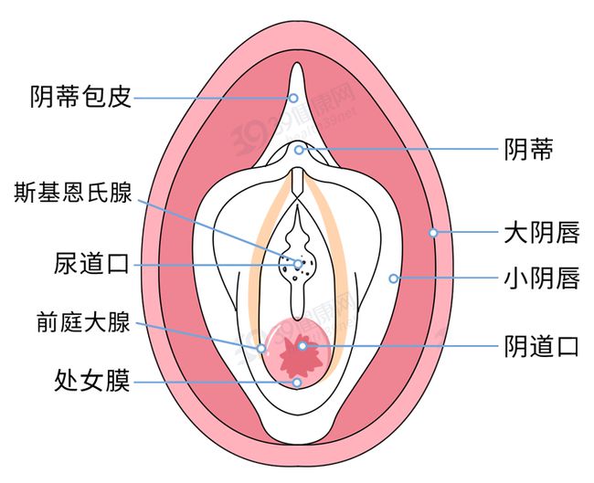 女性陰部真實照片