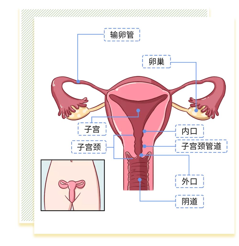 女性陰部真實(shí)照片：詳解健康女人真實(shí)完美陰道圖片【多圖】